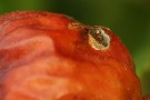 Some Kind Of Fruit Larva